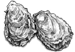 blay oysters